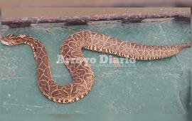 Imagen de La encontraron a la altura de Prefectura, a tener precauci&oacute;n