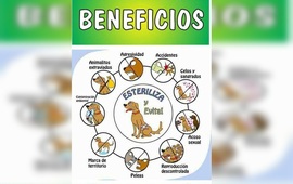 Imagen de 19 de noviembre, nueva campa&ntilde;a de castraciones