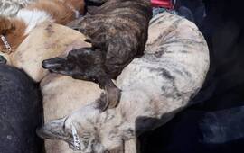 Masivas y gratuitas. Como parte de la consigna de las castraciones es que los costos corren por cuenta de la Municipalidad y tambi&eacute;n se solventan gracias a la ONG.