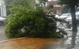 La imagen. El autom&oacute;vil qued&oacute; completamente cubierto tras la ca&iacute;da de la rama.