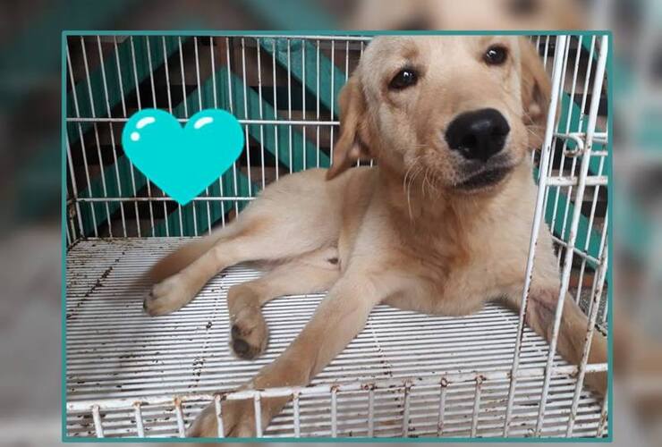 Imagen de ¡Samu está listo para irse en adopción responsable!