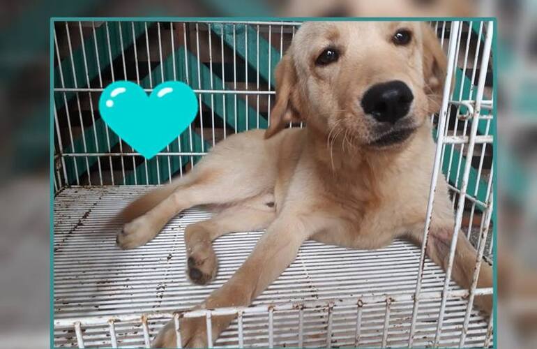 Imagen de ¡Samu está listo para irse en adopción responsable!