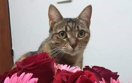 Imagen de Familia angustiada, buscan a Pitu