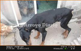 Responde al nombre de "Negro".