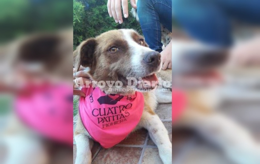 Las proteccionistas y una lucha incansable.