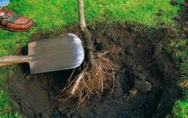 Desconocidos robaron plantas frutales. Foto: Imagen Ilustrativa