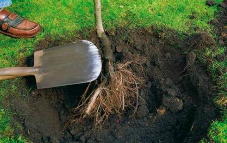 Desconocidos robaron plantas frutales. Foto: Imagen Ilustrativa