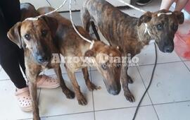 Imagen de Hoy se realizaron 78 nuevas castraciones