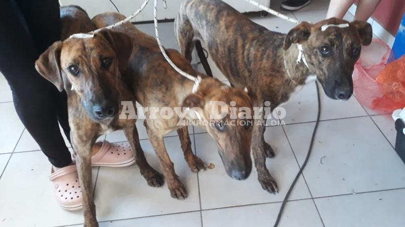 Imagen de Hoy se realizaron 78 nuevas castraciones