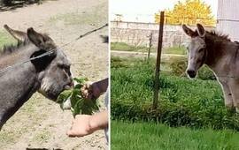 Los dos burros cuya ausencia conmueve a vecinos y empleados de Cachamai