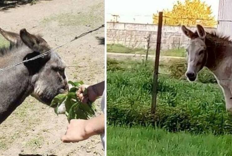 Los dos burros cuya ausencia conmueve a vecinos y empleados de Cachamai