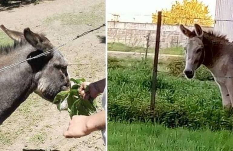 Los dos burros cuya ausencia conmueve a vecinos y empleados de Cachamai