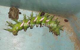 Preocupada. Una vecina de calle Carlos Gardel al 100 envi&oacute; esta foto preocupada por la aparici&oacute;n de estos bichos en su casa.