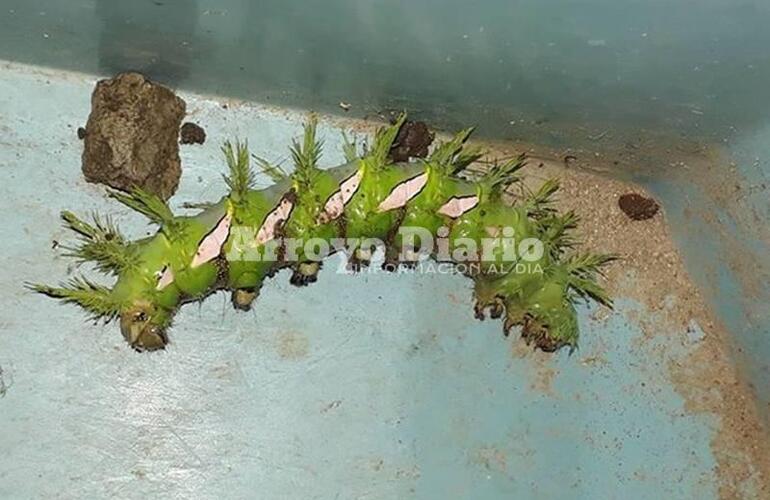 Preocupada. Una vecina de calle Carlos Gardel al 100 envió esta foto preocupada por la aparición de estos bichos en su casa.