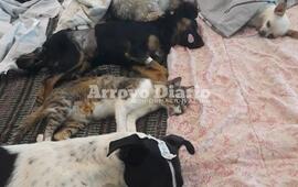 La última jornada de castraciones que se hizo en Arroyo Seco este año fue el viernes de la semana pasada.