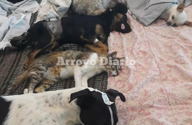 La &uacute;ltima jornada de castraciones que se hizo en Arroyo Seco este a&ntilde;o fue el viernes de la semana pasada.