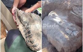 Sobre las fotos. El cr&aacute;neo y parte de una de las patas de la macrauchenia