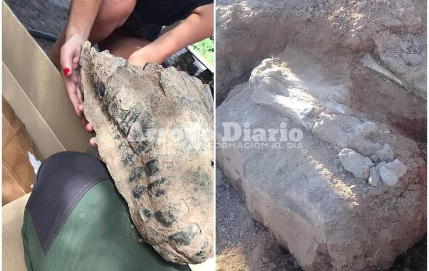 Sobre las fotos. El cr&aacute;neo y parte de una de las patas de la macrauchenia