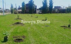 Imagen de Sigue en marcha: El proyecto de forestaci&oacute;n contin&uacute;a avanzando