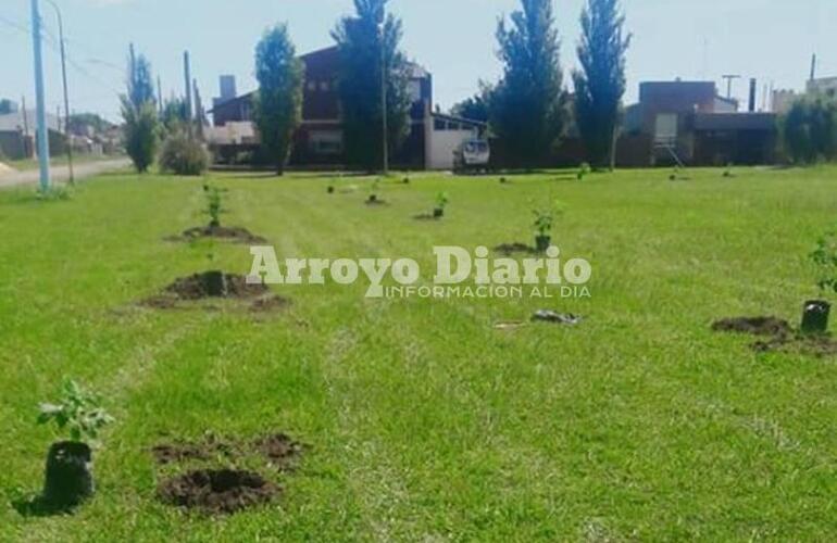 Imagen de Sigue en marcha: El proyecto de forestaci&oacute;n contin&uacute;a avanzando