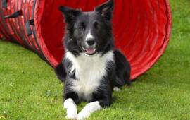 Sobre el perrito. El animal hac&iacute;a unos 6 a&ntilde;os que formaba parte de la familia Huerga. Foto: Imagen Ilustrativa