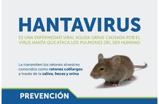 Imagen de Hantavirus; cuáles son los síntomas y las medidas de prevención a tener en cuenta