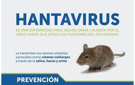Imagen de Hantavirus; cu&aacute;les son los s&iacute;ntomas y las medidas de prevenci&oacute;n a tener en cuenta