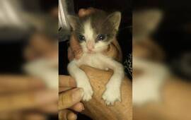 Un ni&ntilde;o de 8 a&ntilde;os lo encuentra en el capacho de basura.