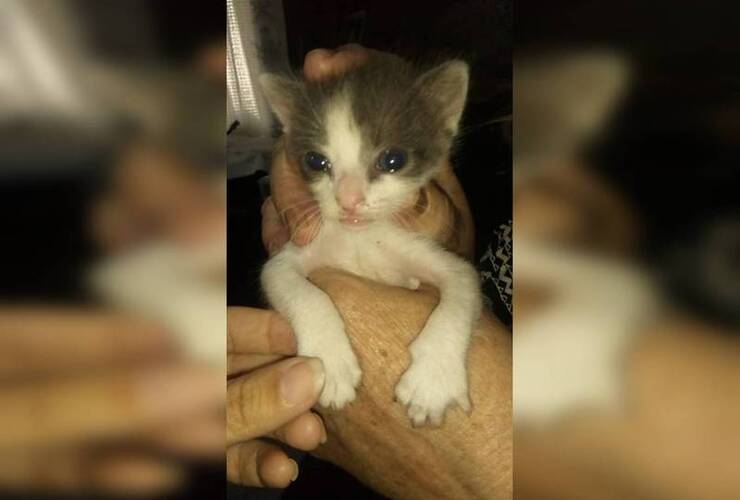 Un niño de 8 años lo encuentra en el capacho de basura.