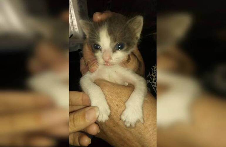 Un niño de 8 años lo encuentra en el capacho de basura.