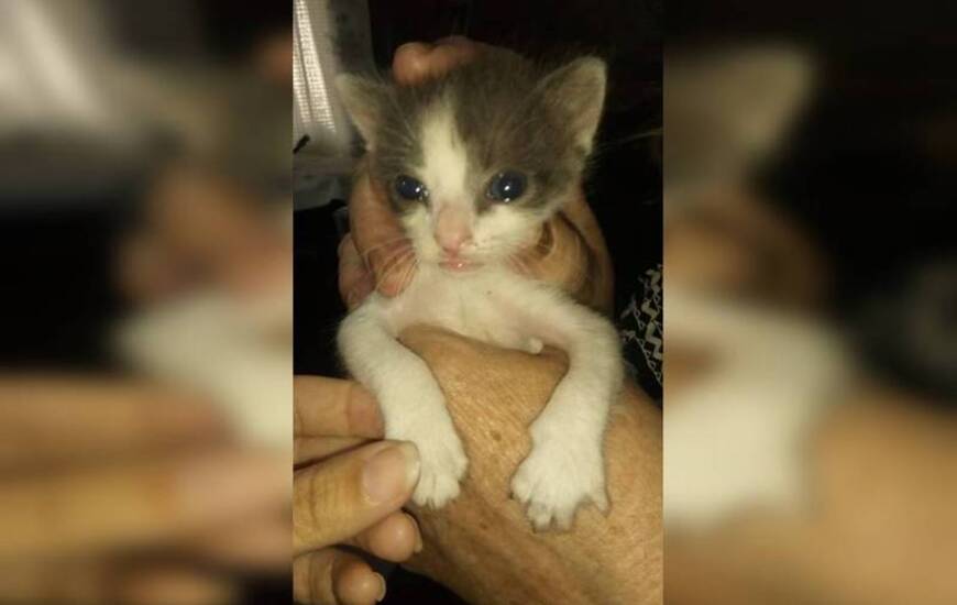 Un niño de 8 años lo encuentra en el capacho de basura.