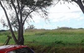 Imagen de Vecina tom&oacute; fotos y envi&oacute; su reclamo: �En el Barrio G&uuml;emes tenemos una jungla�