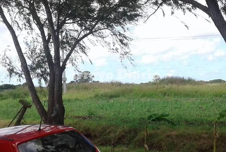 Imagen de Vecina tomó fotos y envió su reclamo: En el Barrio Güemes tenemos una jungla