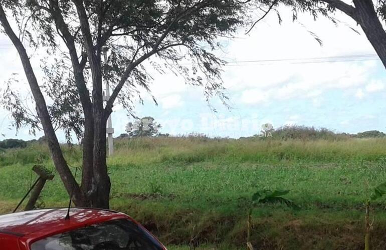 Imagen de Vecina tomó fotos y envió su reclamo: En el Barrio Güemes tenemos una jungla