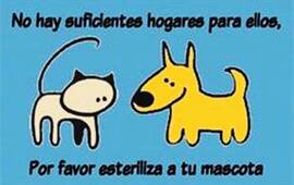 Imagen de Bicheros informa sobre nueva campa&ntilde;a de castraci&oacute;n