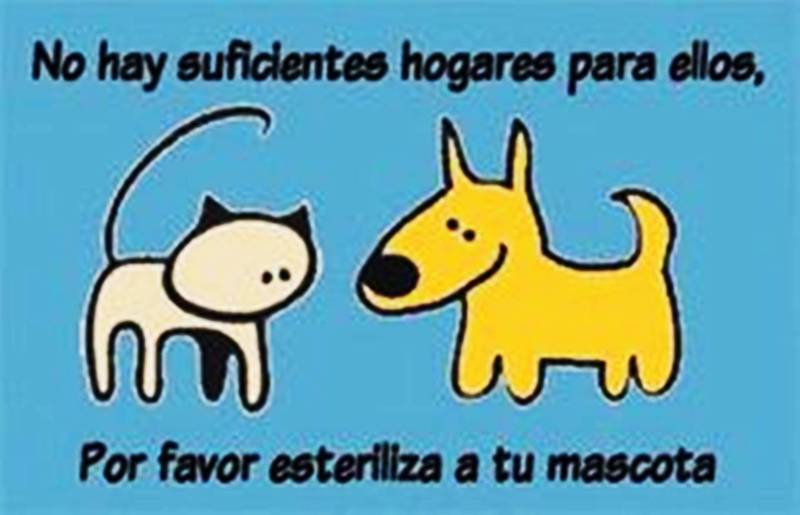 Imagen de Bicheros informa sobre nueva campaña de castración