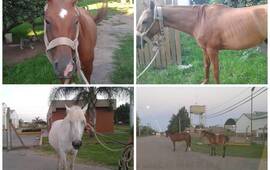 Sobre las fotos. Arriba: El animal secuestrado en calle 9 de Julio. Debajo: Los de Ruta 21 y acceso al Puerto.