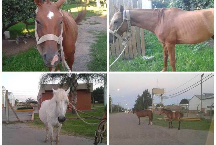 Sobre las fotos. Arriba: El animal secuestrado en calle 9 de Julio. Debajo: Los de Ruta 21 y acceso al Puerto.