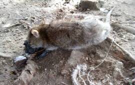 Imagen de Riesgo y preocupaci&oacute;n: �Ac&aacute; est&aacute; lleno de estos ratones�