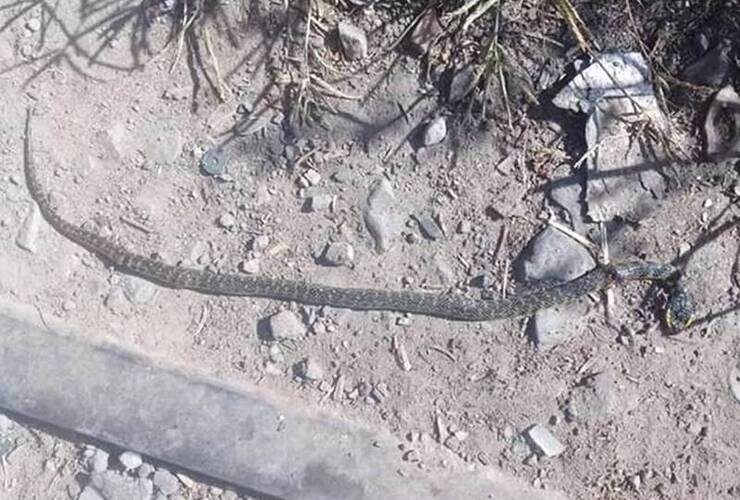 Imagen de Urgente: Encontraron esta víbora y los vecinos están preocupados