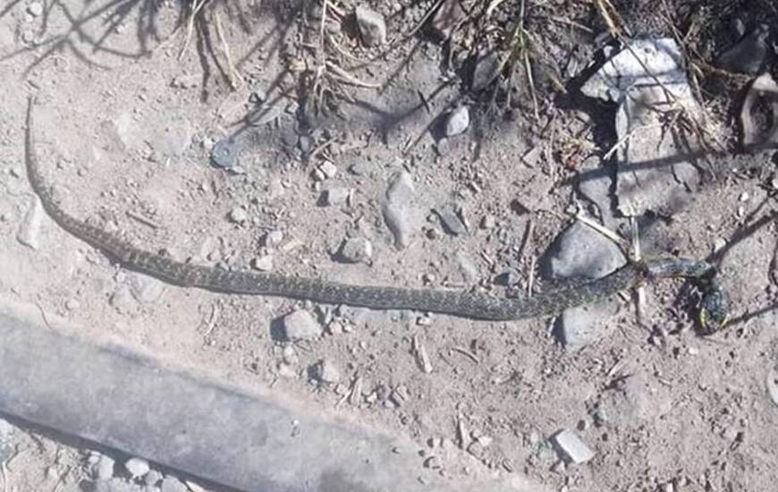 Imagen de Urgente: Encontraron esta víbora y los vecinos están preocupados
