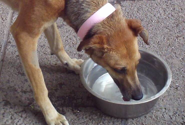 Imagen de Campaña un tarrito de agua en tu vereda