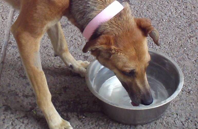 Imagen de Campaña un tarrito de agua en tu vereda