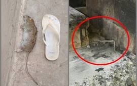 Imagen de Vecinos denuncian la presencia de roedores en su barrio