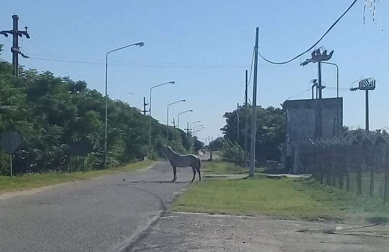 Imagen de Caballos sueltos: Una misma postal casi a diario