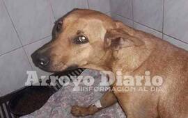 El parte del médico veterinario que la atendió es favorable.