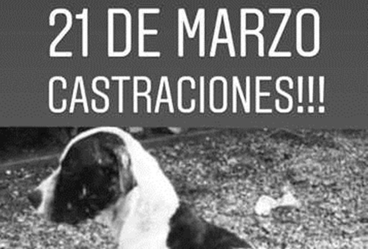 Imagen de El 21 de marzo, nueva campaña de castraciones