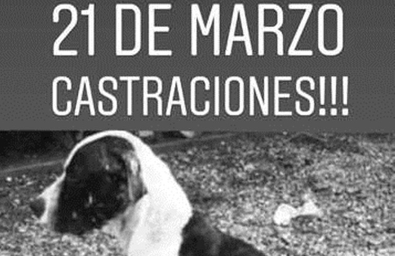 Imagen de El 21 de marzo, nueva campa&ntilde;a de castraciones