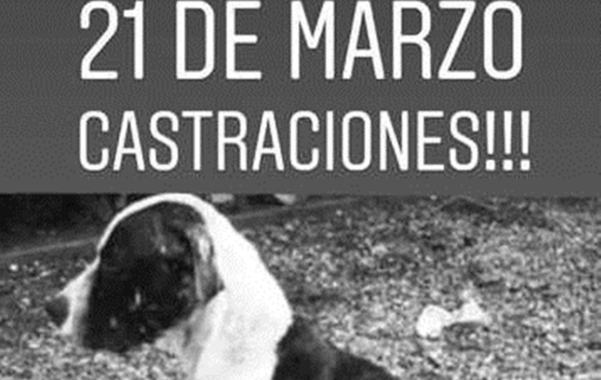 Imagen de El 21 de marzo, nueva campa&ntilde;a de castraciones