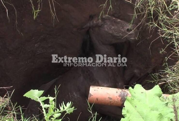 Imagen de Arroyo Seco: Dramático rescate de un caballo